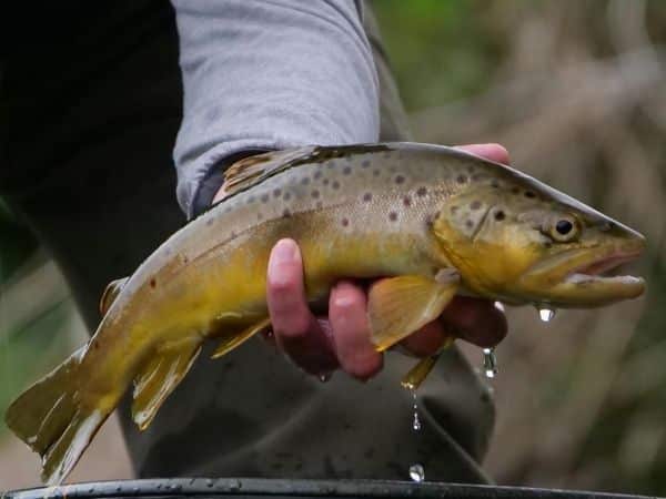 truite-pescad-oo-02 Truite de la pisciculture d'Oô dans les Pyrénées